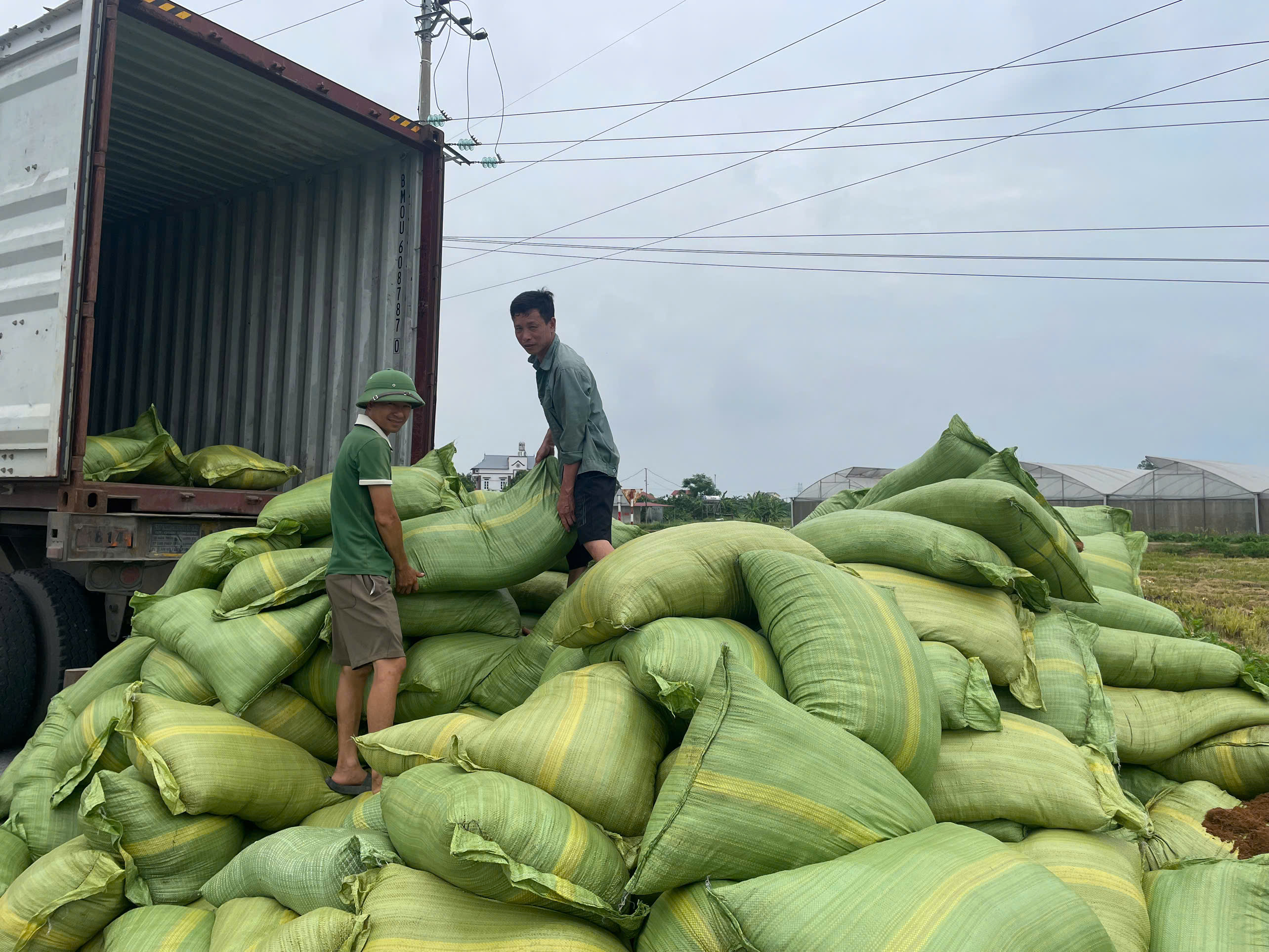 Triển khai mô hình ứng dụng giá thể để sản xuất dưa thơm trong nhà màng 